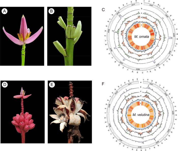 A and B Flowers and fruits of Musa ornata.