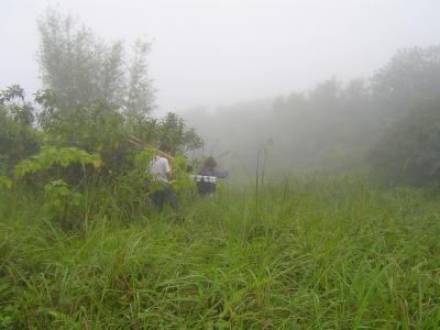 Luquillo Experimental Forest