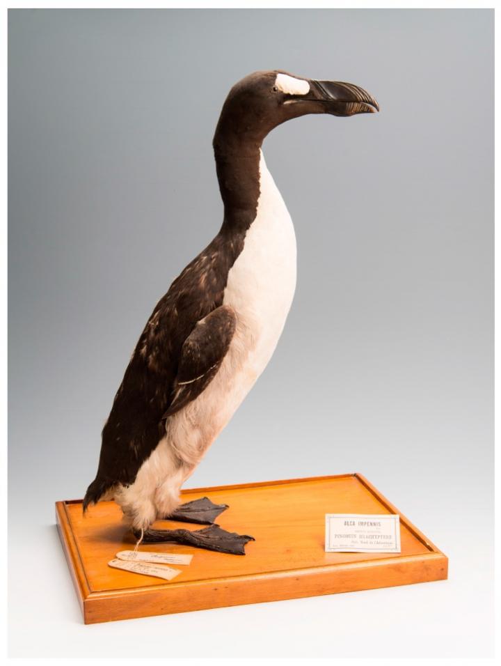 Mounted Great Auk Skin