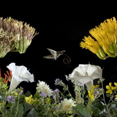 New Study Shows How Moths Select Their Flowers (2 of 4)