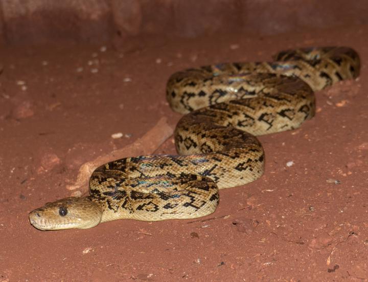 Cuban Boa