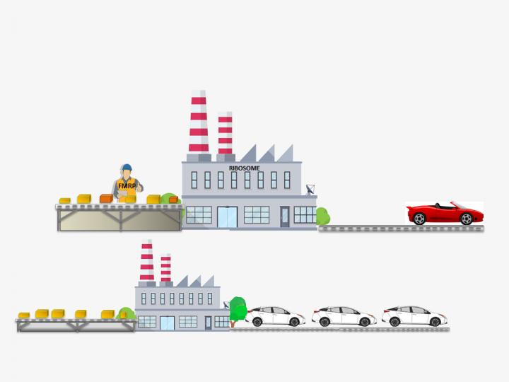 Ribosome Assembly Line