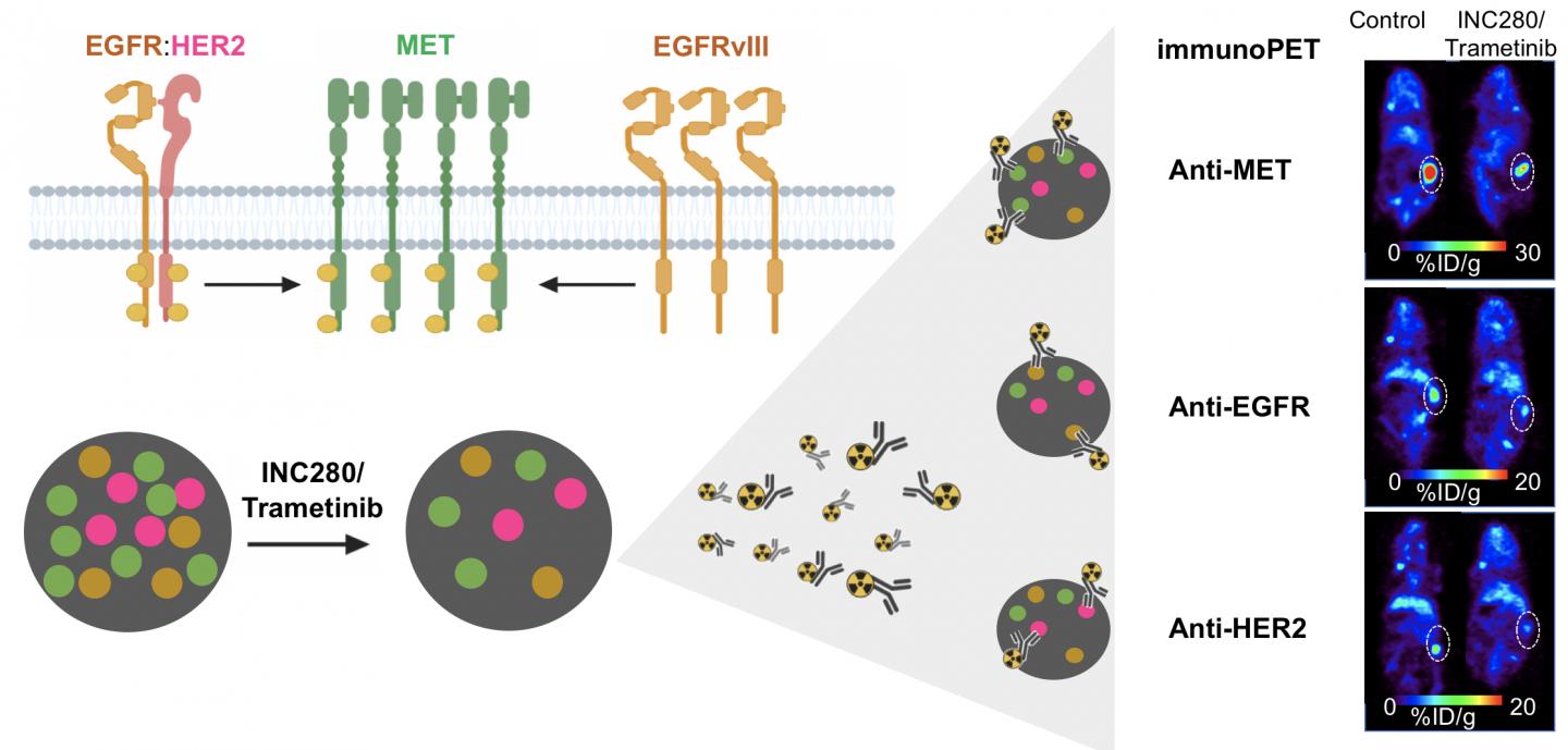 Images of three receptor tyrosine kinases