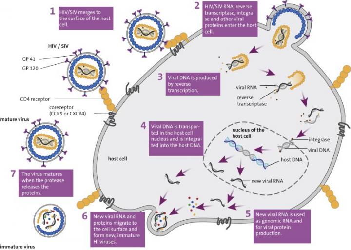 Replication Cycle of HIV/SIV