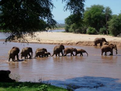 African Elephant Family Crossing Kenyan River