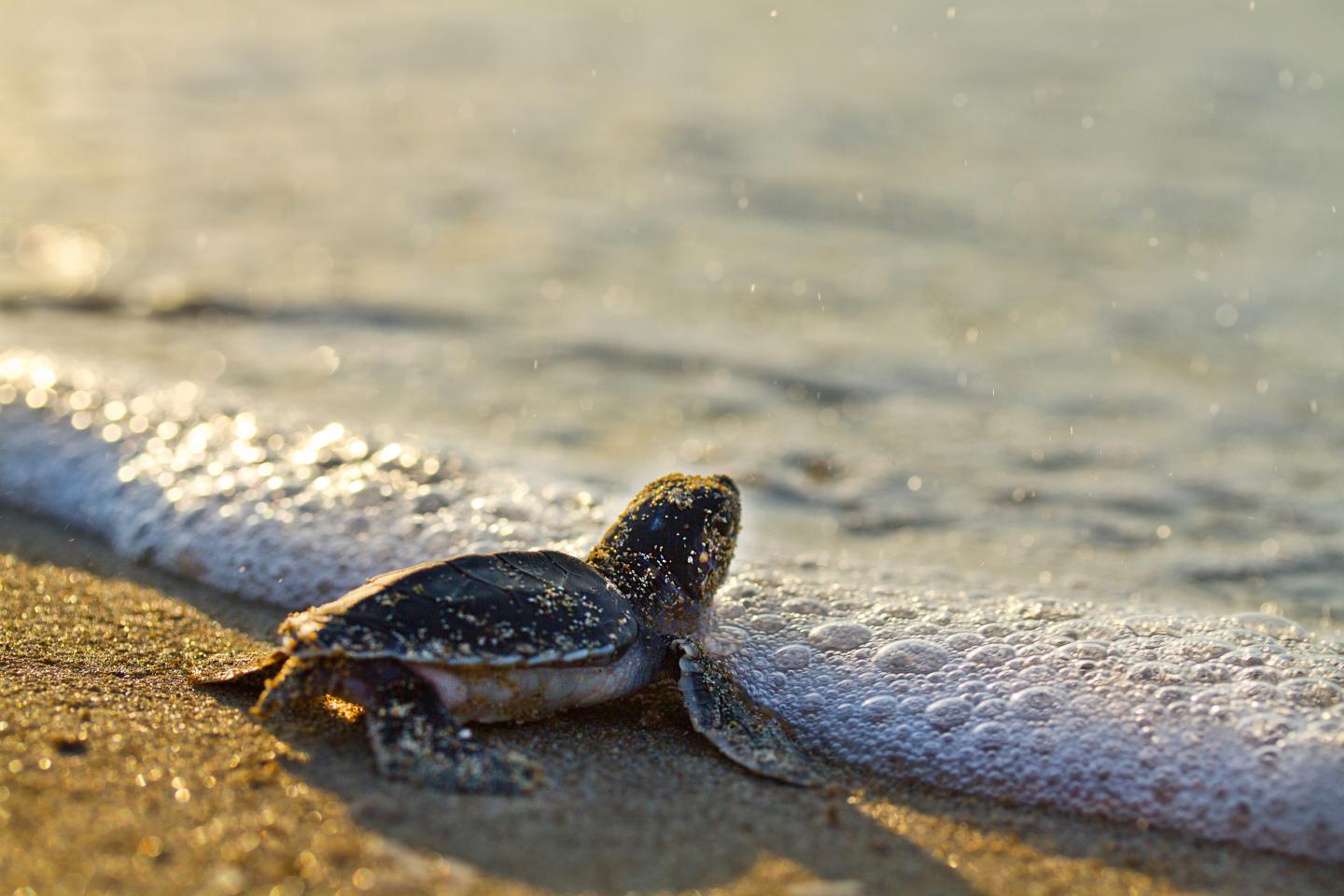 Green turtle hatchling