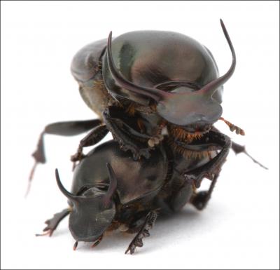 Onthophagus taurus