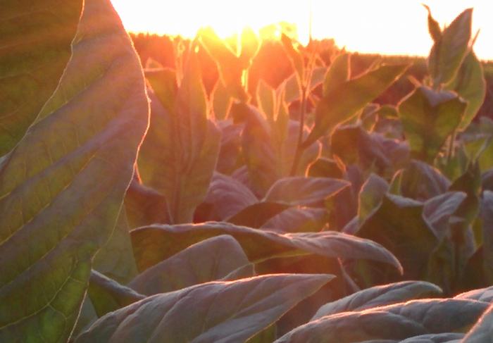 Sunlight filtering through a corn canopy.