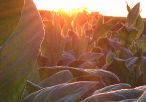 Sunlight filtering through a corn canopy.