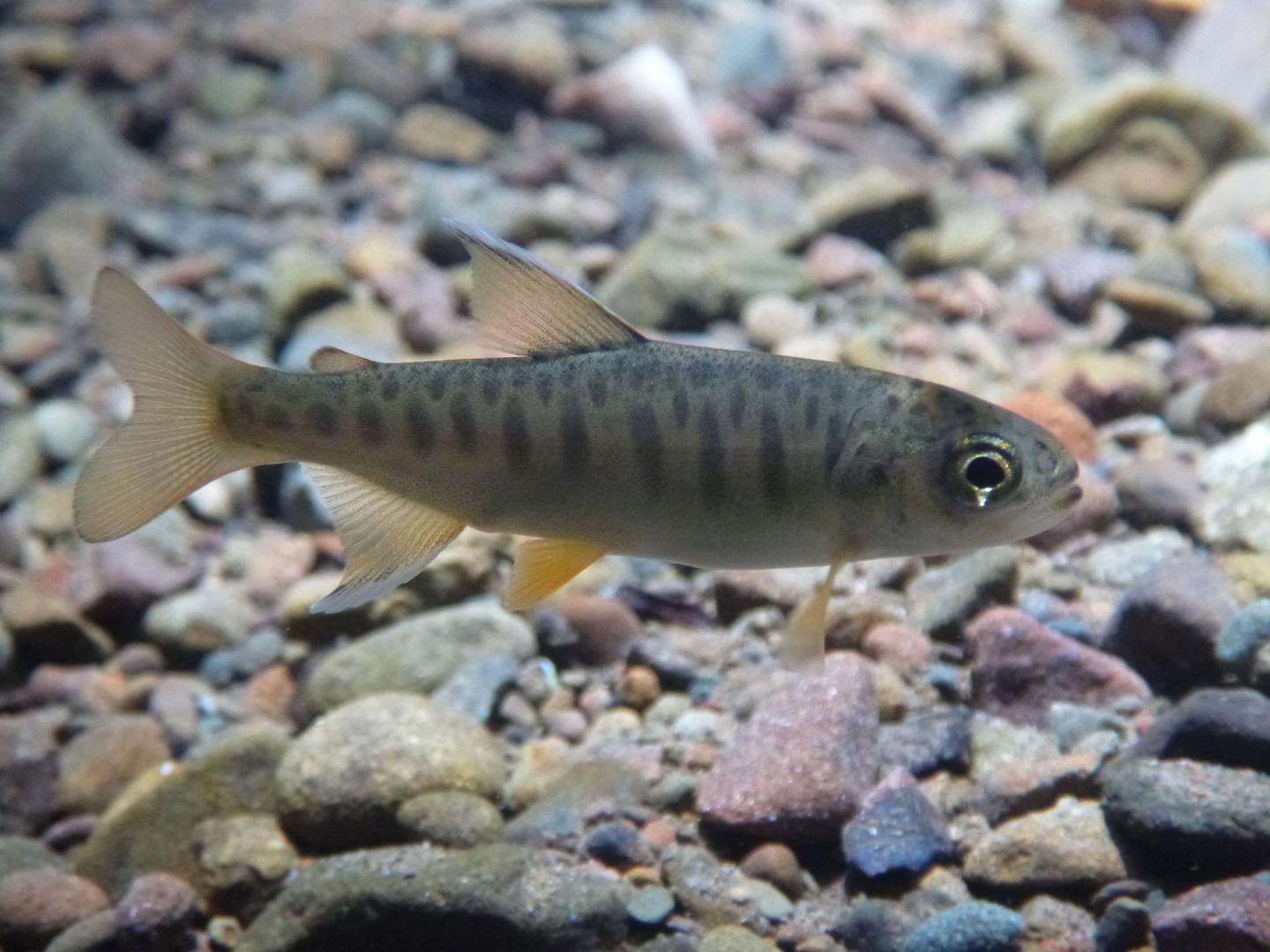 Juvenile Coho Salmon