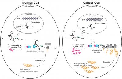 Unknotting mRNA to Promote Cancer