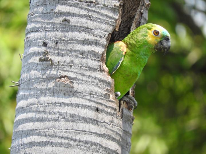 <i>Amazona aestiva</i>