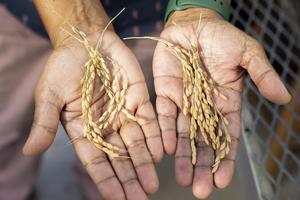 Rice in Vibha's hands