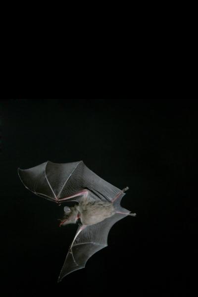 Flying Bats Take Cue From Bugs (3 of 4)