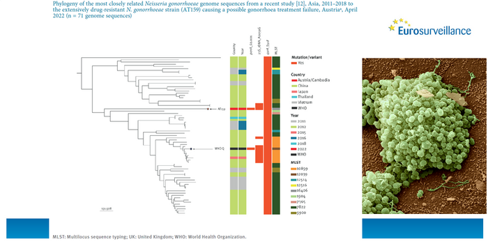 Phylogeny of identified strain