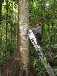 Measuring Amazon Tree Growth in Forest Plot