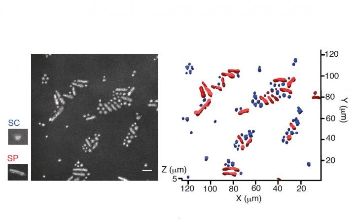 New Fluorescence Method Reveals Signatures of Individual Microbes