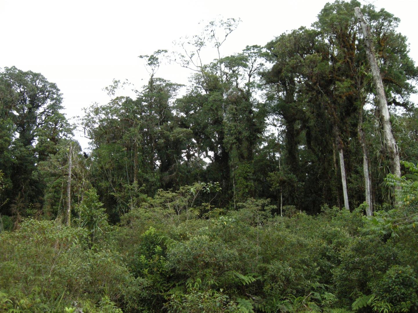 Collection of New Bird Species Discovered on Small Wallacean Islands (2 of 8)