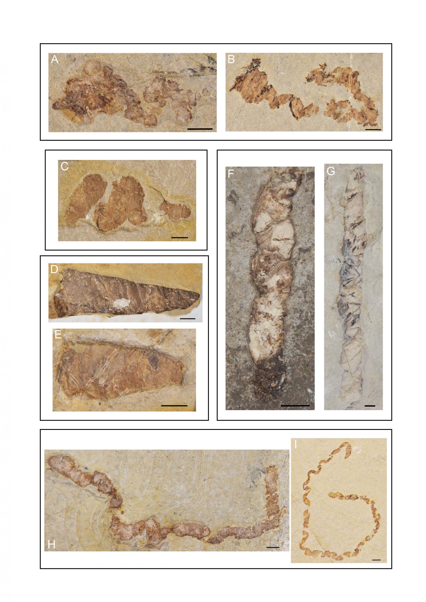 Fossilized Feces Reveal Early Cretaceous Aquatic Vertebrate Diversity
