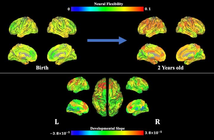 Neural Flexibility