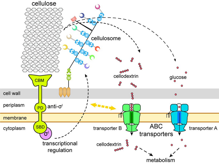 Cartoon model of cellulosome regulation and sugar transporters in Clostridium thermocellum