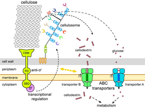 Cartoon model of cellulosome regulation and sugar transporters in Clostridium thermocellum