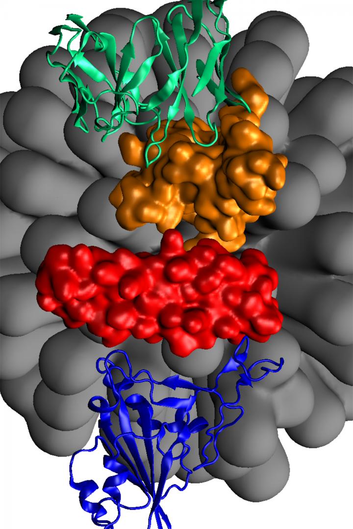 Double-faced peptide-based boosters