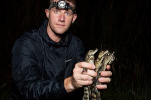 Juvenile caiman