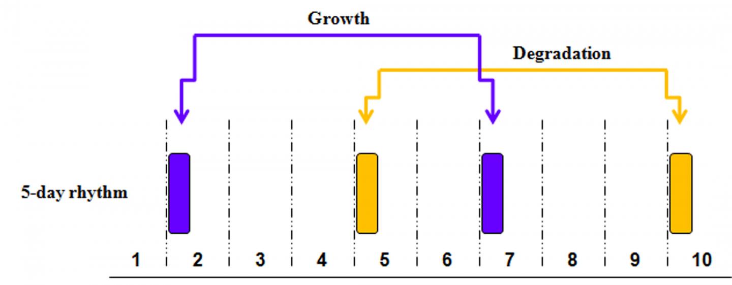 Pattern Of 5-Day Multidien Biological Functions
