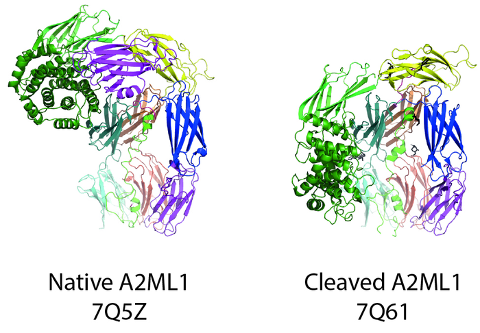 Structures of a protease inhibitor A2ML1