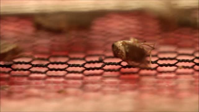 Tsetse Fly Genome Could Help Combat Sleeping | EurekAlert!