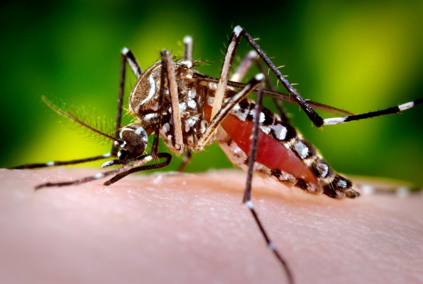 <i>Aedes aegypti</i> Mosquito