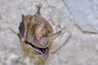 bat hormones photo 1