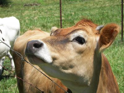 Finding Ancient Ancestors