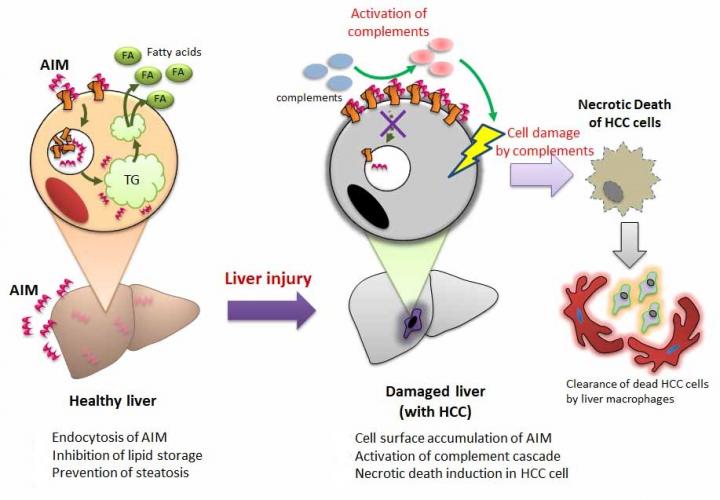 The Mechanism of AIM Function in the Liver