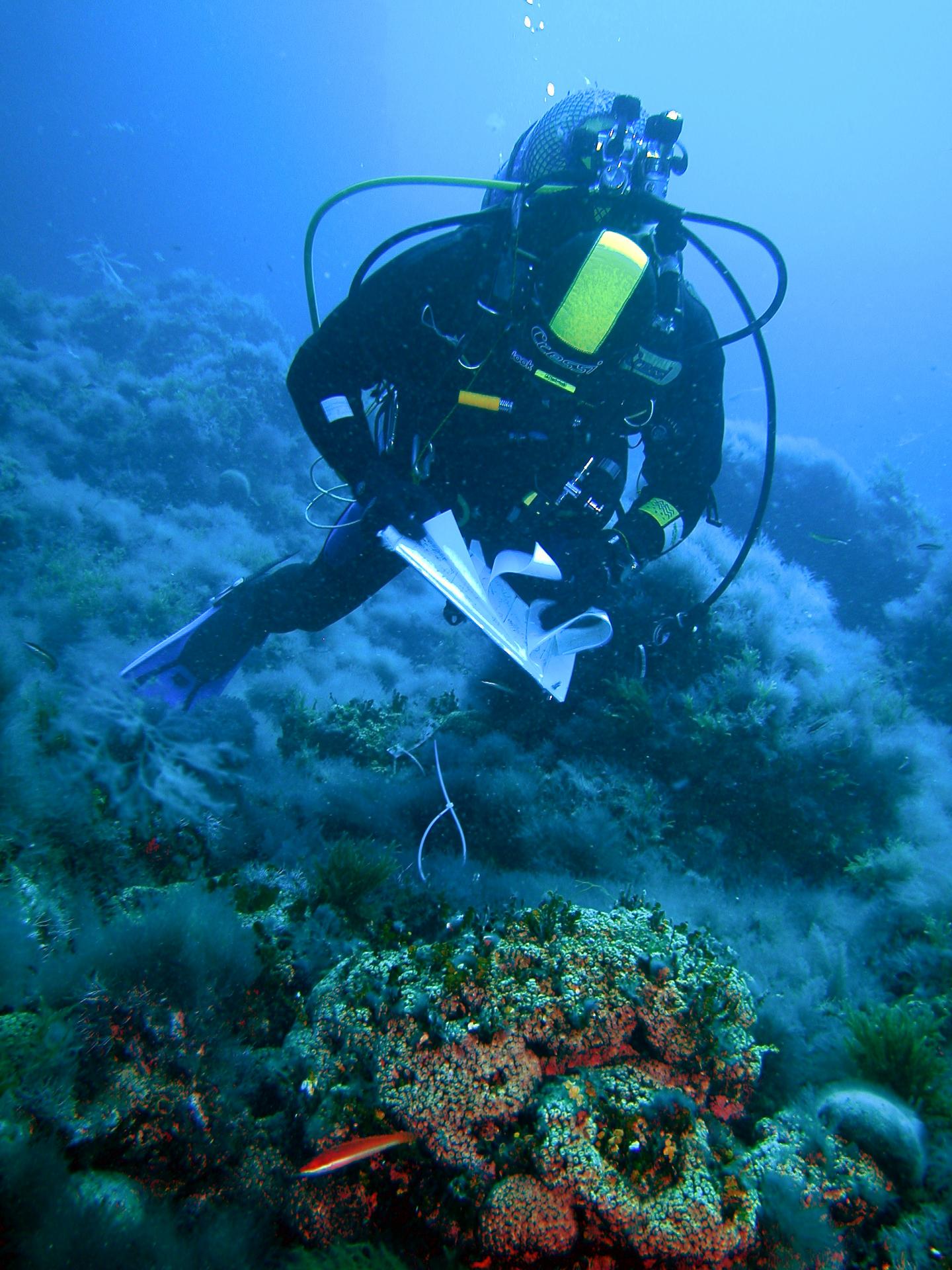 Some Mediterranean Corals Can 'Rise From the Dead' After Fatal Warming Events (9 of 9)