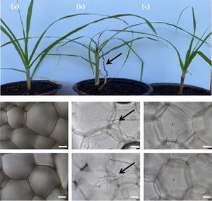 Effect of Ver-A crude extract on the colonization of Sporisorium scitamineum.