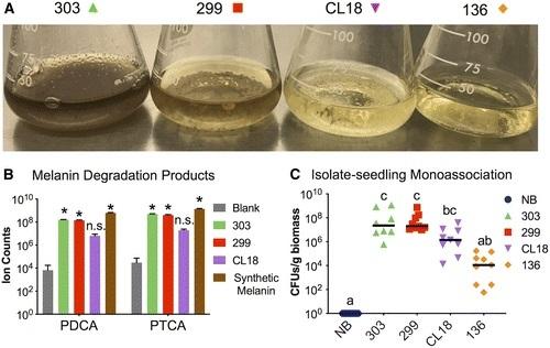 Streptomyces Strains