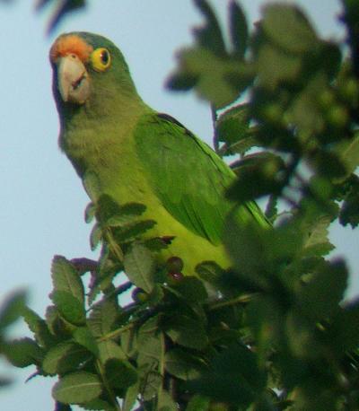 Orange Fronted Conure