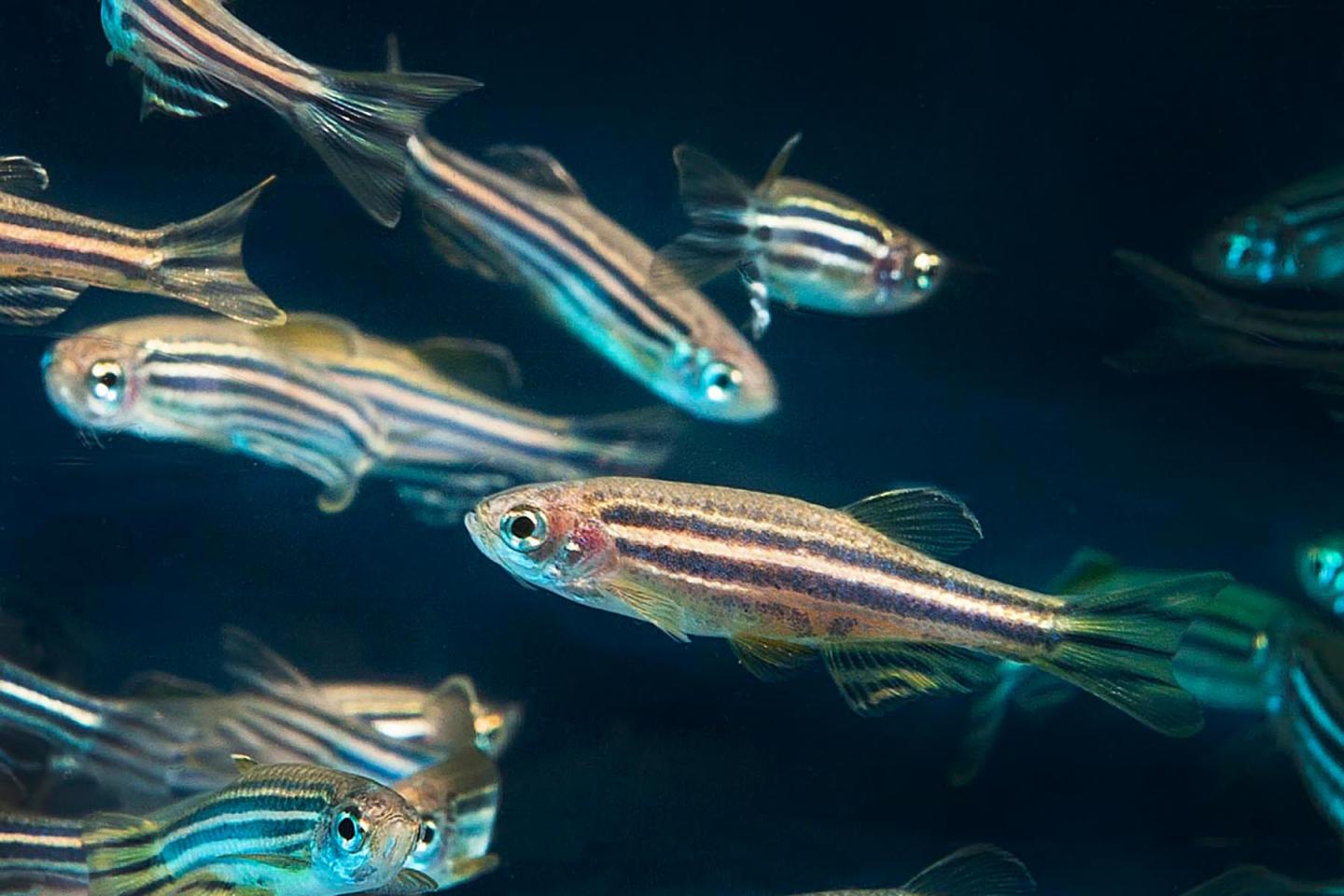 Zebrafish