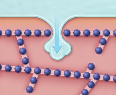 How Ice Invades the Space Between 2 Cells