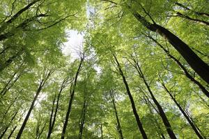 Beech trees in research areas