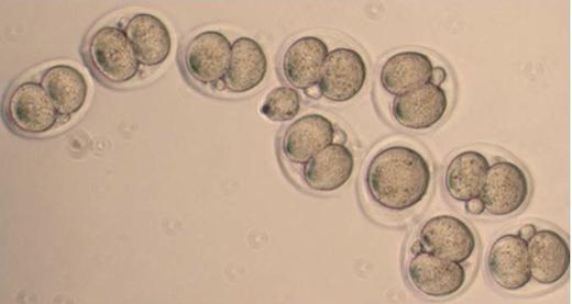 Early Embryos