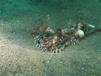 Mimic Octopus Swimming like a Flatfish