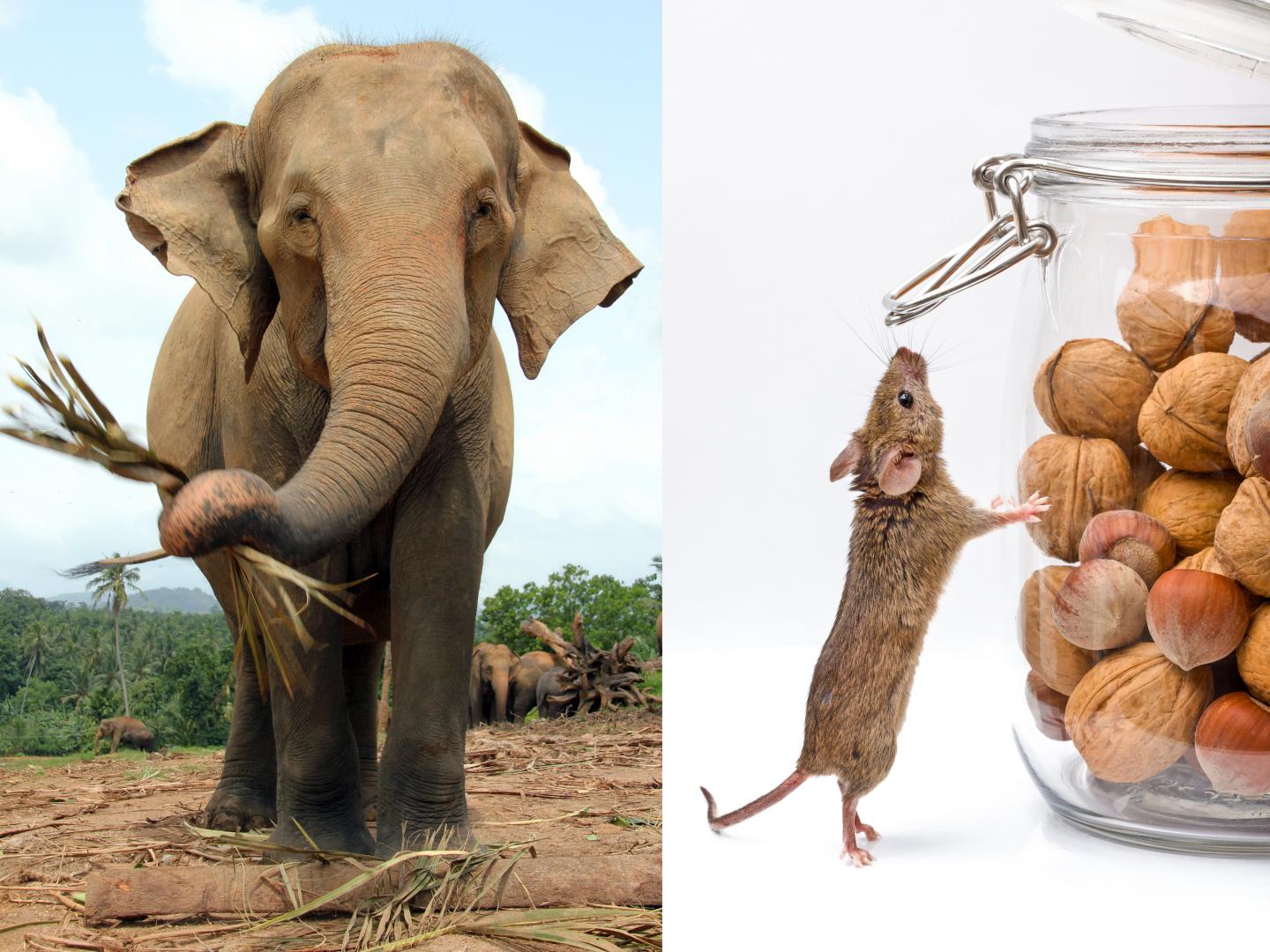 Asian Elephant And House Mouse