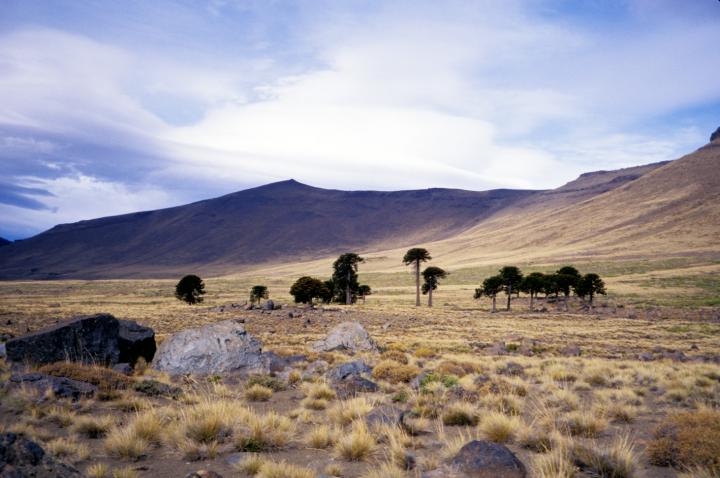 A Small, Isolated Patch of the Endangered Monkey Puzzle Tree on the Argentine Pampas