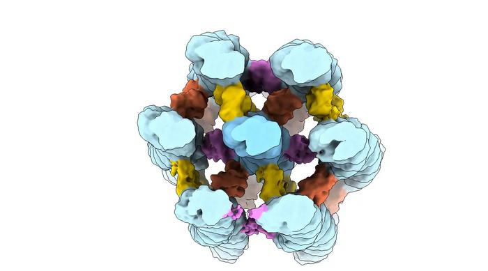 Actin filaments