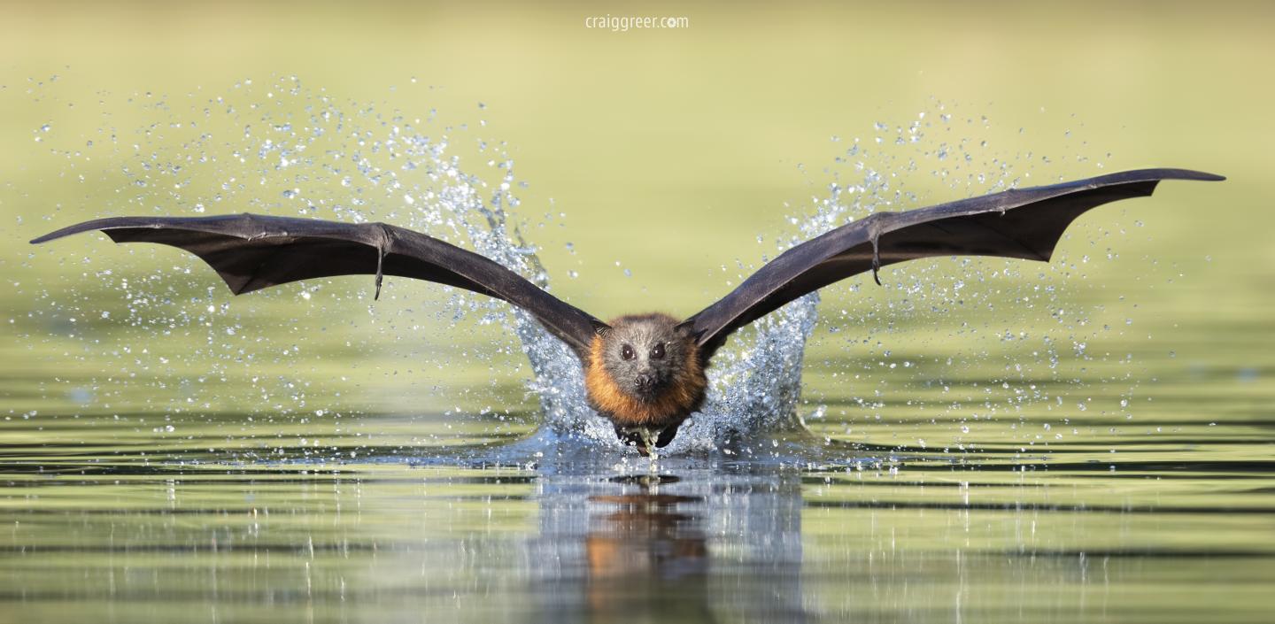 Grey-headed Flying Fox