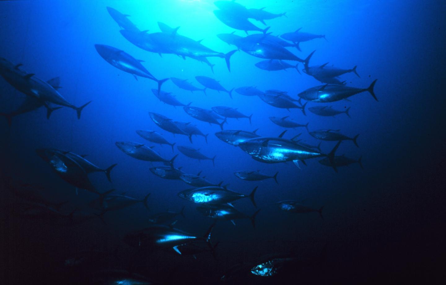 Tuna Carbon Ratios Reveal Shift in Food Web