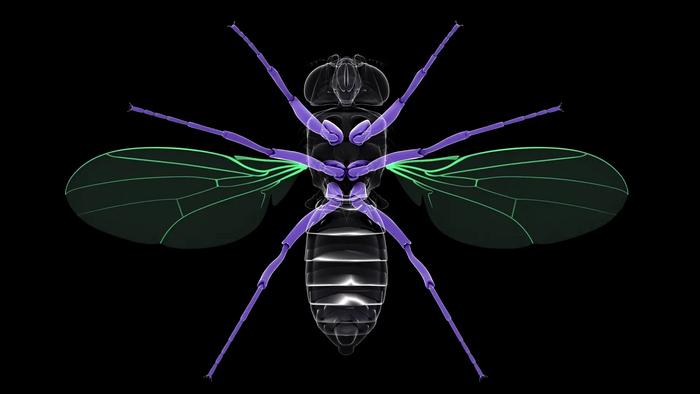 Animation of fly nervous system structures